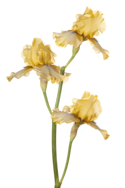 Blume isoliert auf weiß — Stockfoto