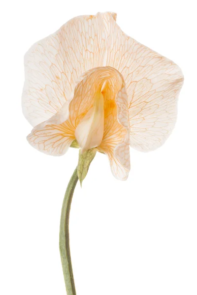 Цветок изолирован на белом — стоковое фото