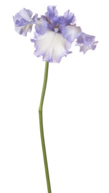 Çiçekler beyaz üzerine izole