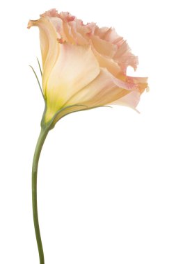 flowers isolated on white clipart