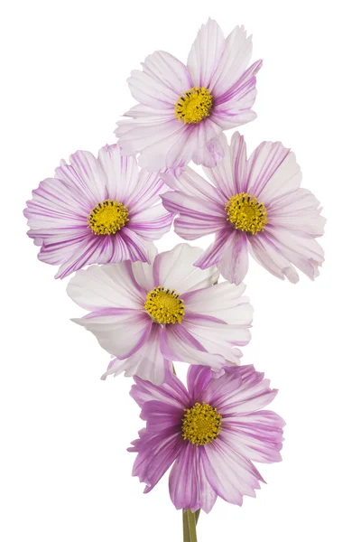 Blumen isoliert auf weiß — Stockfoto