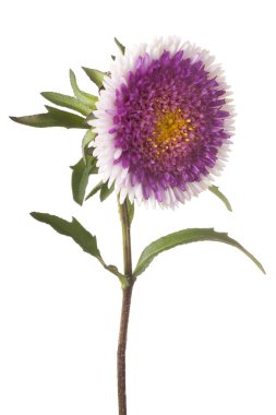 Çiçekler beyaz üzerine izole