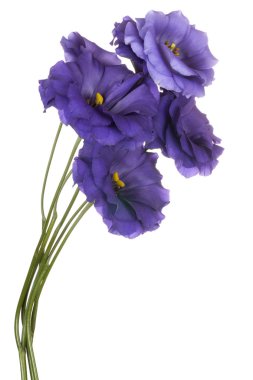 Çiçekler beyaz üzerine izole