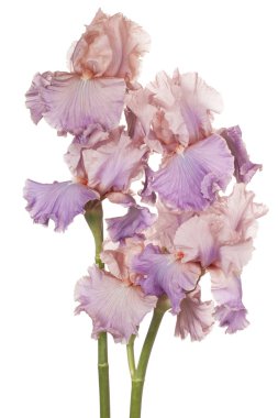 Çiçekler beyaz üzerine izole