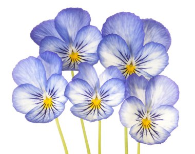 Çiçekler beyaz üzerine izole