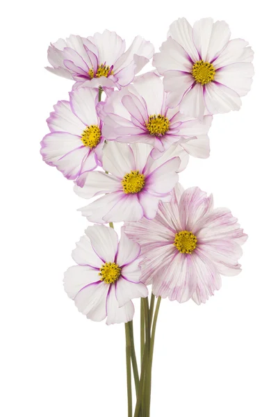 白に孤立した花 — ストック写真
