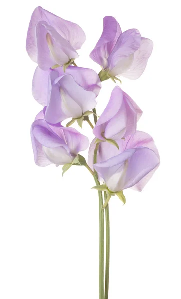 Květina izolovaných na bílém — Stock fotografie
