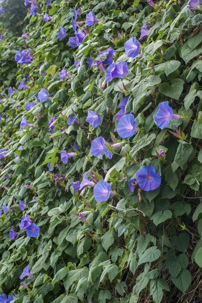 Flores en jardín — Foto de Stock