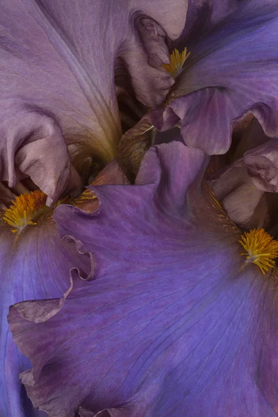 Sfondi carta da parati fiore — Foto Stock