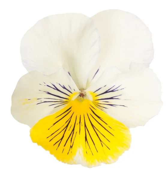 Fiore isolato su bianco — Foto Stock