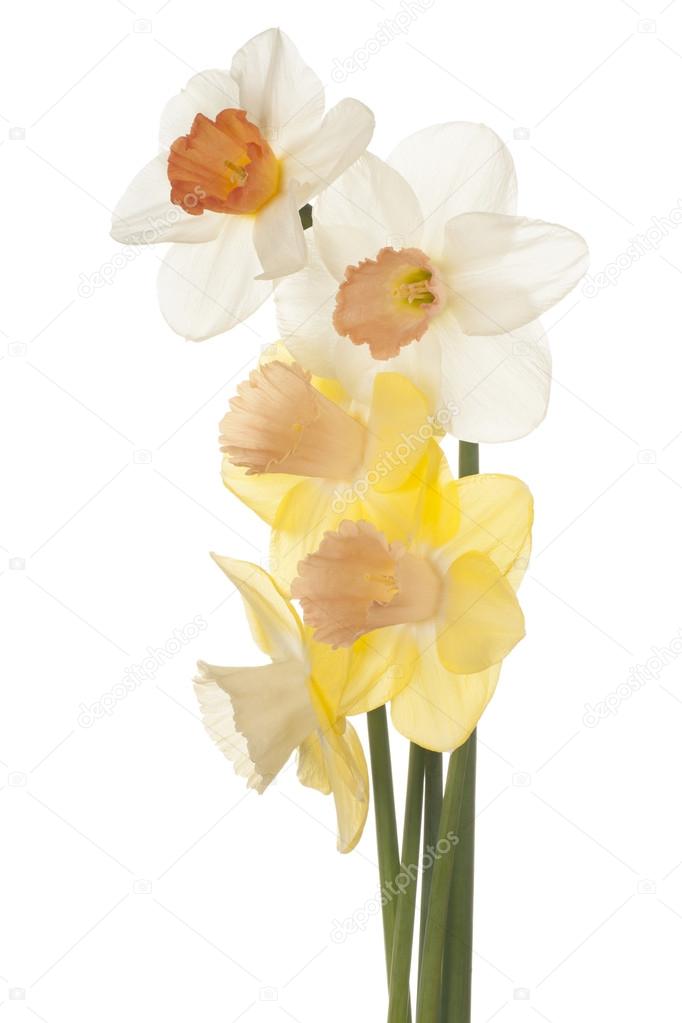 flower isolated on white