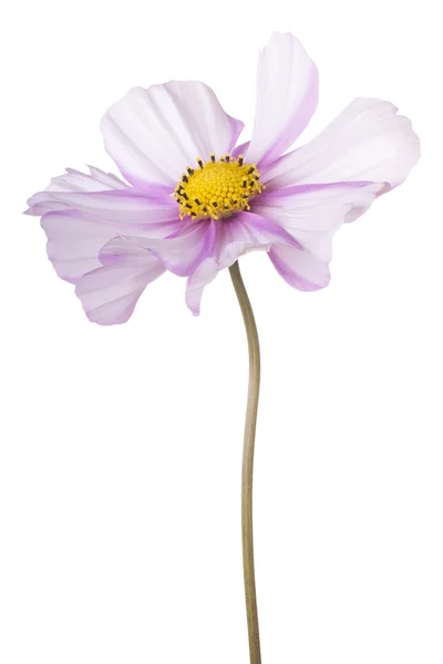 Flower isolated on white — Stock Photo, Image