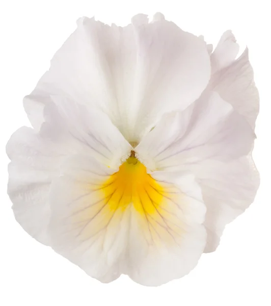 सफेद पर अलग फूल — स्टॉक फ़ोटो, इमेज