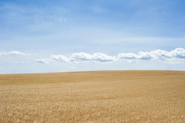 Our daily Bread Wheat Royalty Free Stock Images