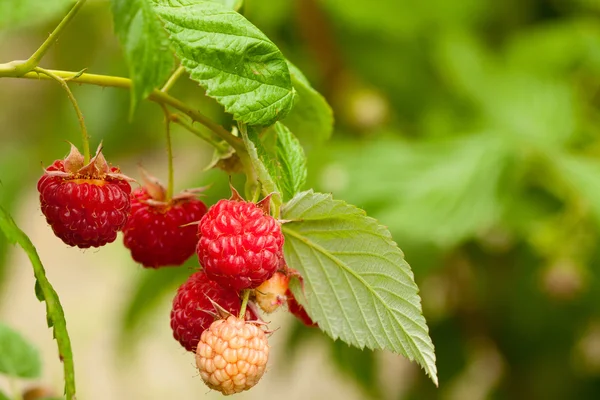 Red raspberry — Stock Photo, Image