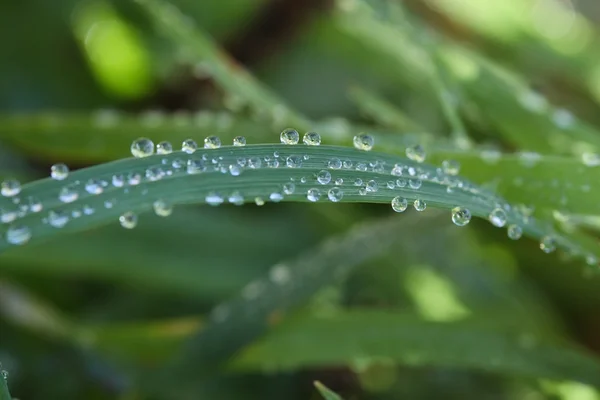 Dew drops on leaves — Stock Photo, Image