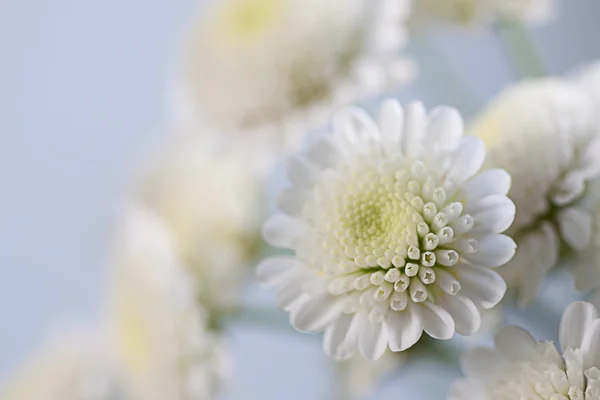 Delicate white flowers — Stock Photo, Image