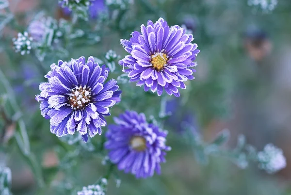 霜の最後の花 — ストック写真