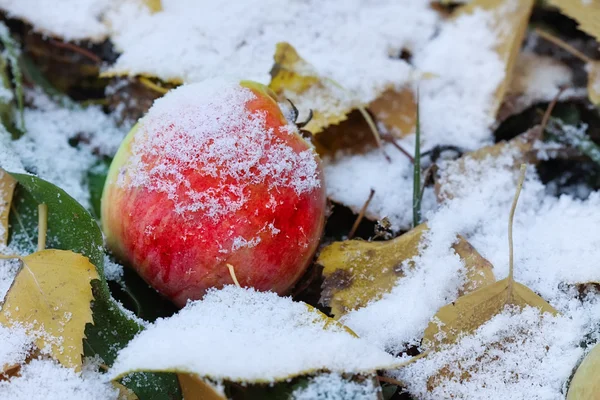 Maçã sob a primeira neve — Fotografia de Stock