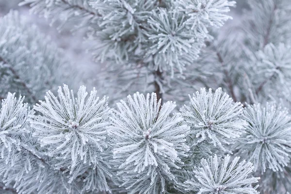 Ramo de pinheiro congelado — Fotografia de Stock