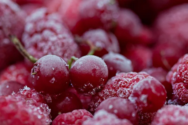 냉동된 딸기 로열티 프리 스톡 사진
