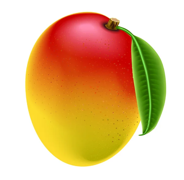 Reine Mango — Stockvektor