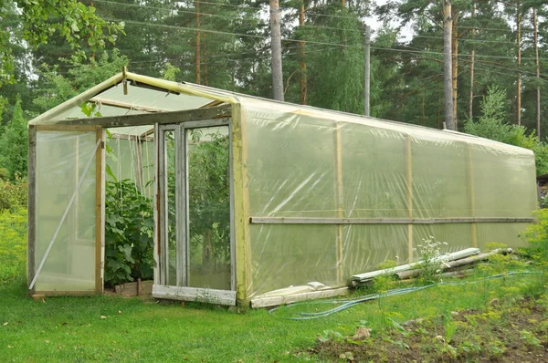 Greenhouse cellophane  sprouts — Stock Photo, Image