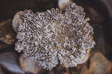 Deniz koro (mercan) dokusuna yakın çekim