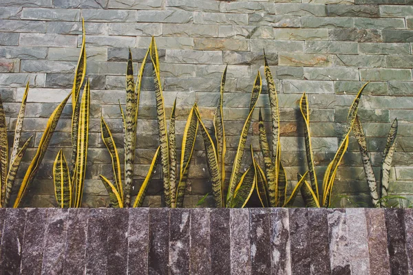 Taş duvar, adımları ve ekici