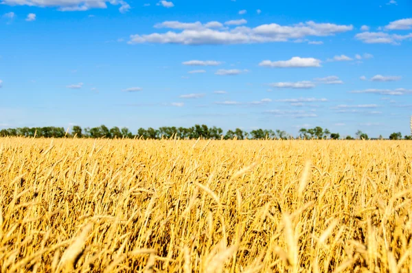 Campo de trigo en el otoño y cielo azul con nubes de enfoque suave —  Fotos de Stock