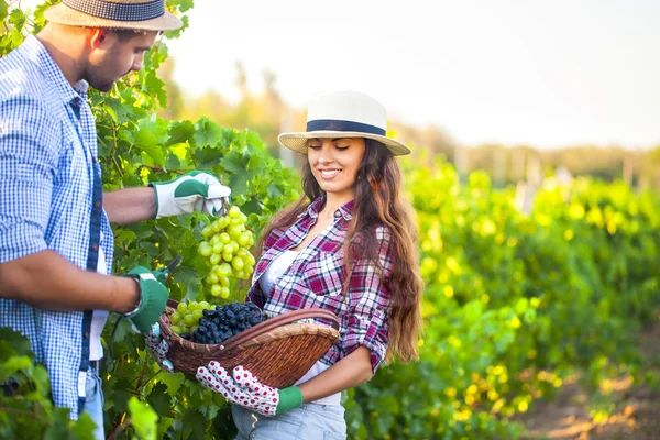 Portrait of a young happy couple in vineyard — Stock Photo, Image