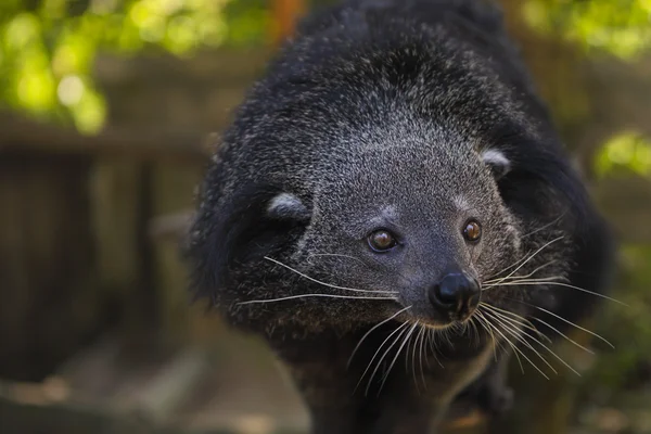 Binturong ou barbue (Arctictis binturong ) — Photo