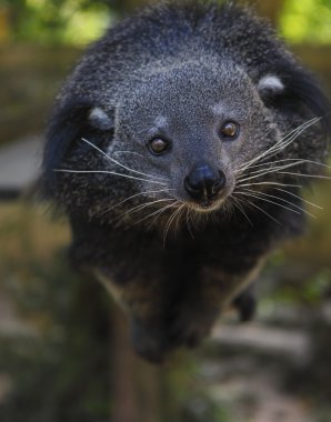 Binturong veya bearcat (Arctictis binturong)