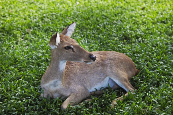 Roe deer on the green grass — Stock Photo, Image