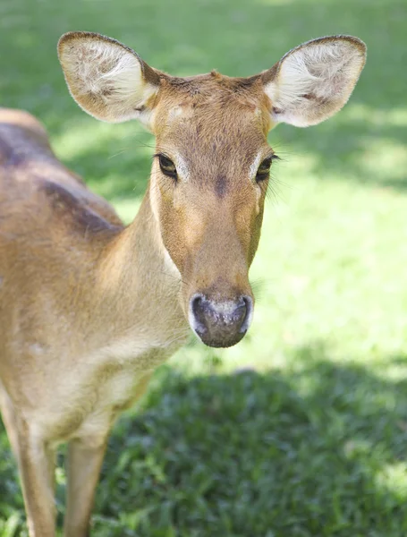 Roe deer on the green grass — Stock Photo, Image