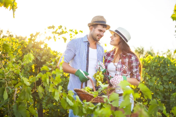 Young happy couple in vineyard during harvest season — Stock Photo, Image