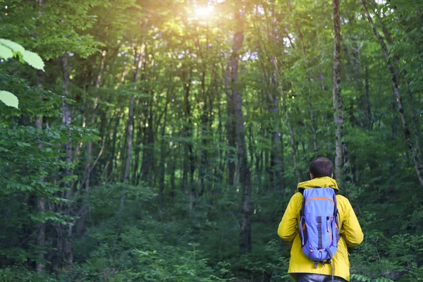 Вид сзади на человека с рюкзаком походы в лесу — стоковое фото