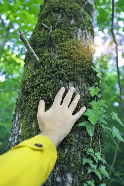 Man touching a tree in a forest — Stock Photo, Image