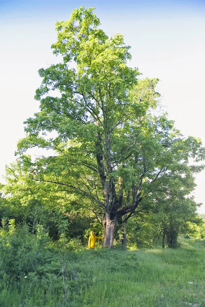 Jeune randonneur avec sac à dos marchant dans la forêt d'été — Photo