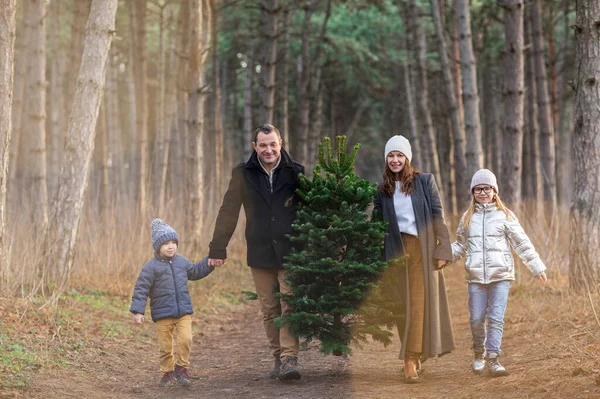 Sıcak Giysiler Içinde Mutlu Bir Aile Noel Ağacını Birlikte Taşıyor — Stok fotoğraf