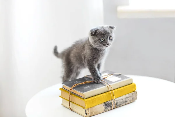 Schöne Graue Schottische Kätzchen Sitzt Auf Dem Stapel Bücher Wohnzimmer — Stockfoto