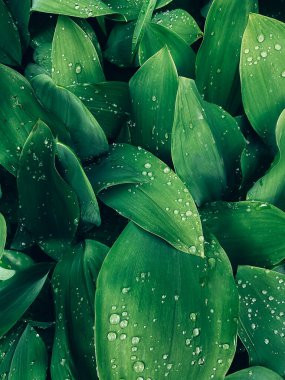 Arkaplanda damlalı taze ıslak yeşil yapraklar var. Yaratıcı arkaplan