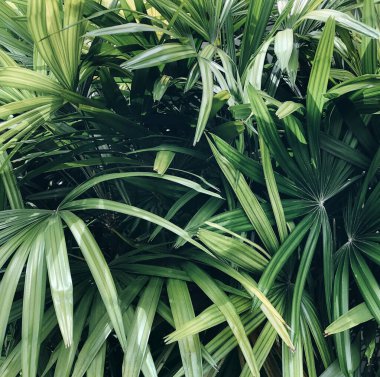 Arkaplanda damlalı taze ıslak yeşil yapraklar var. Yaratıcı arkaplan