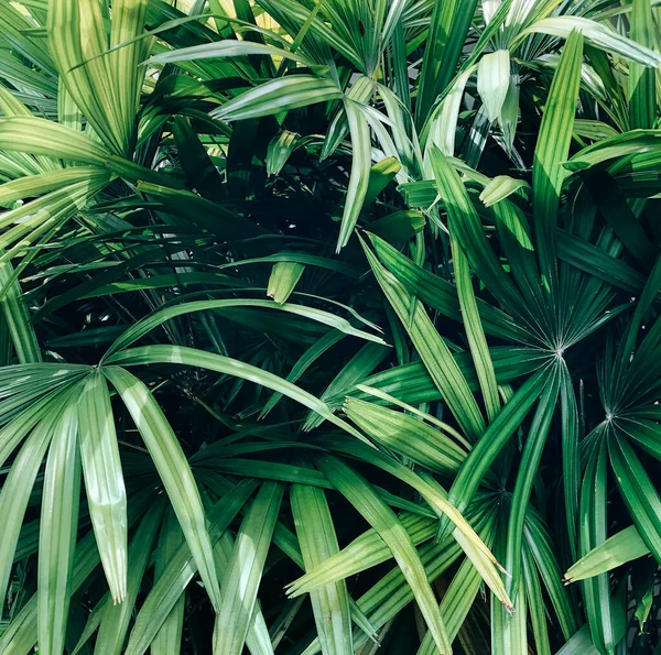 新鮮な湿った緑の葉とドロップで作られた背景 創造的背景 — ストック写真