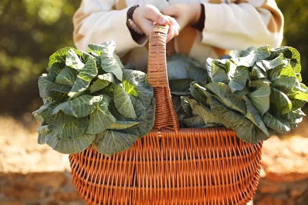 Unrecognizable Young Female Leaning Wicker Basket Fresh Cabbage Touching Face — Stock Photo, Image