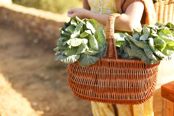 Unrecognizable Young Female Leaning Wicker Basket Fresh Cabbage Touching Face — Stock Photo, Image