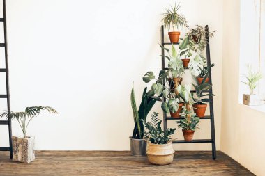 Evdeki rahat odadaki bej duvarın yakınındaki merdivene saksıda çeşitli taze bitkiler yerleştirilmiş.