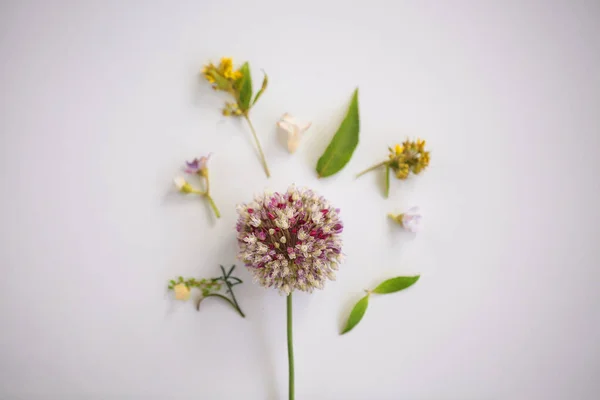 Widok Góry Organiczne Świeże Kwiaty Ułożone Piękne Kompozycje Jasnoniebieskim Tle — Zdjęcie stockowe