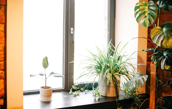 Diverses Plantes Fraîches Dans Des Pots Placés Sur Échelle Près — Photo