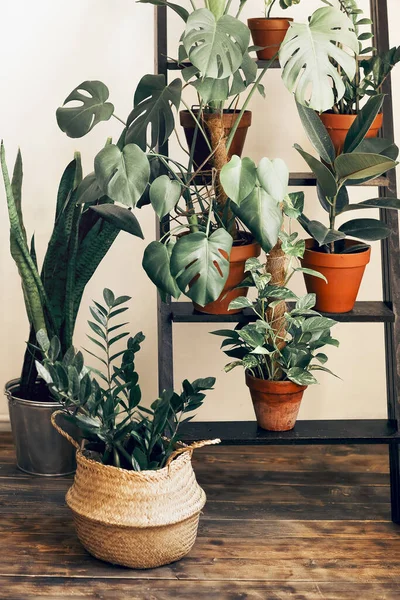 Diverses Plantes Fraîches Dans Des Pots Placés Sur Échelle Près — Photo